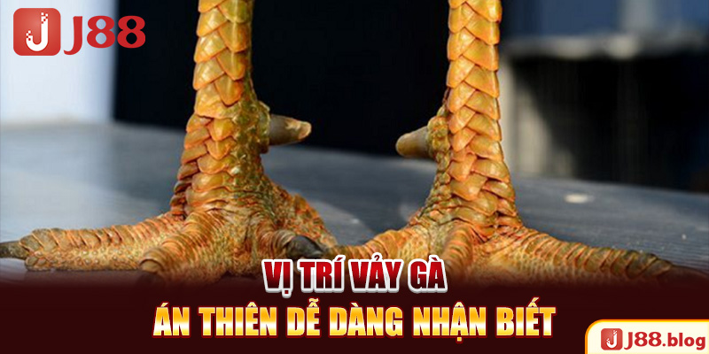 vi-tri-vay-ga-an-thien-de-dang-nhan-biet